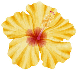 Naklejka premium Yellow hibiscus flower watercolor style for Decorative Element