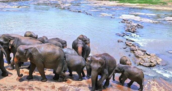 Sri Lanka elephants after bathing in river. Pinnawala orphanage camp