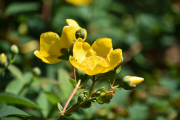 St Johns Wort Flowering in an Herb Garden