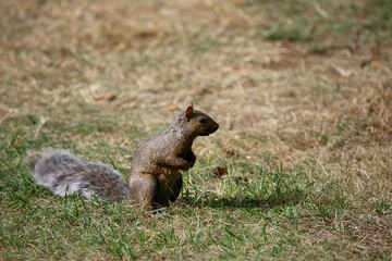 Westliches Grauhörnchen / Western Gray Squirrel / Sciurus griseus