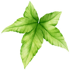 Tropical Leaf  watercolor style for Decorative Element