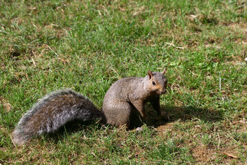 Westliches Grauhörnchen / Western Gray Squirrel / Sciurus griseus