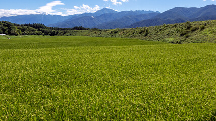 高原の田んぼ