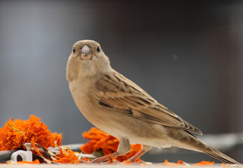 sparrow on ground