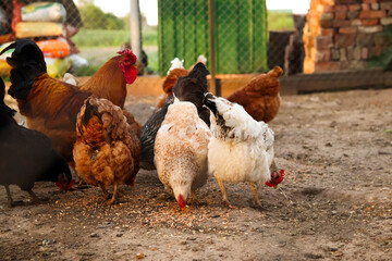 Defocus chickens eating grain. Hens have food in the farm. Free-grazing domestic hen on a traditional free range poultry organic farm. Adult chicken walking on the soil. Out of focus