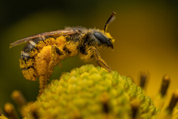 Bee Loaded with Pollen