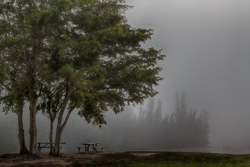 Foggy Morning at the Park