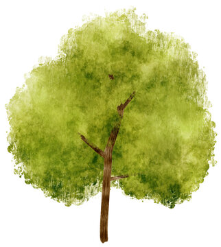 Fototapeta Tree watercolor illustration for Decorative Element