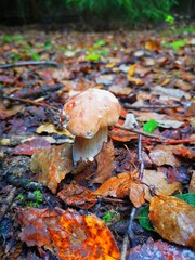 Jesienne grzyby