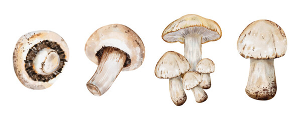 Mushroom watercolor collection vector illustration isolated on white background