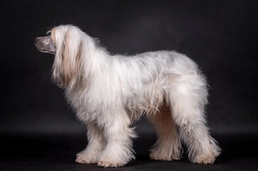 portrait of the Chinese Crested Dog