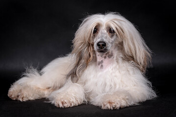 portrait of the Chinese Crested Dog