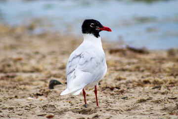 Mediterranean Gull on the Beach Sand Ichthyaetus melanocephalus