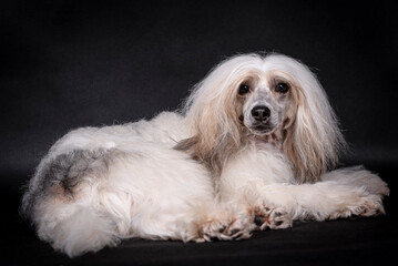 portrait of the Chinese Crested Dog