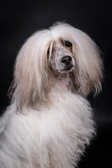 portrait of the Chinese Crested Dog