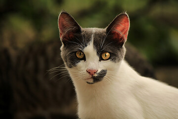 black and white cat
