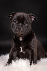 Naklejka premium portrait of the Staffordshire Bull Terrier Dog Puppy