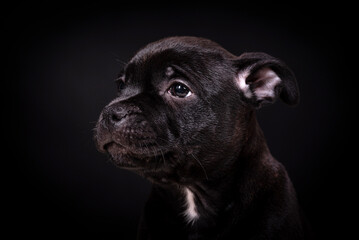 portrait of the Staffordshire Bull Terrier Dog Puppy