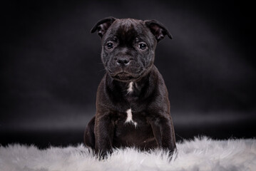 portrait of the Staffordshire Bull Terrier Dog Puppy