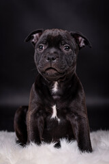 portrait of the Staffordshire Bull Terrier Dog Puppy