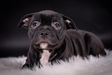 portrait of the Staffordshire Bull Terrier Dog Puppy
