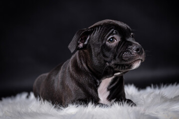 portrait of the Staffordshire Bull Terrier Dog Puppy