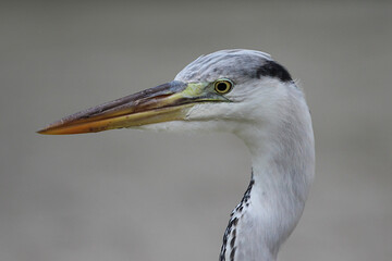 Grey heron bird maldives