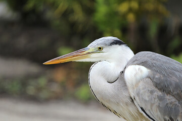 Grey heron bird maldives