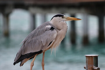 Grey heron bird maldives molo