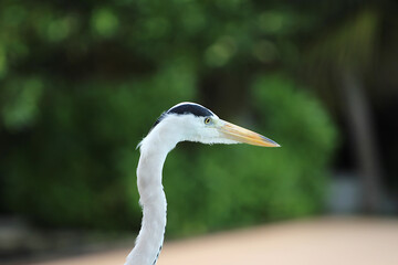 Grey heron bird maldives