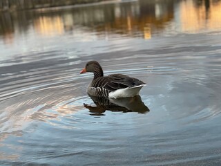 duck on the lake