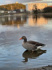 Fototapeta premium goose on the water