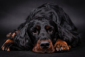 The portrait of Young Gordon Setter Dog