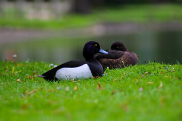 Tufted Ducks Couple Sitting on the Grass Next to a Lake Aythya fuligula Tufted Pochards Male and Female