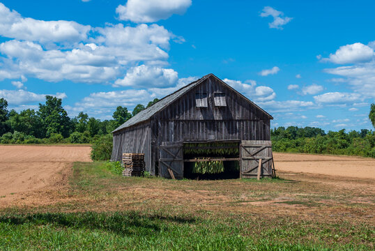 tobacco drying shed in a field