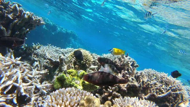 Tropical marine life. Coral fish in tropical sea of Australia coast
