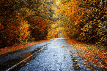Tunnel of autumn trees and wet empty asphalt road after rain. artistic processing