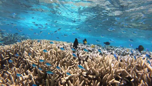Corals ocean life. Scuba diving on Great Barrier Reef in Australia