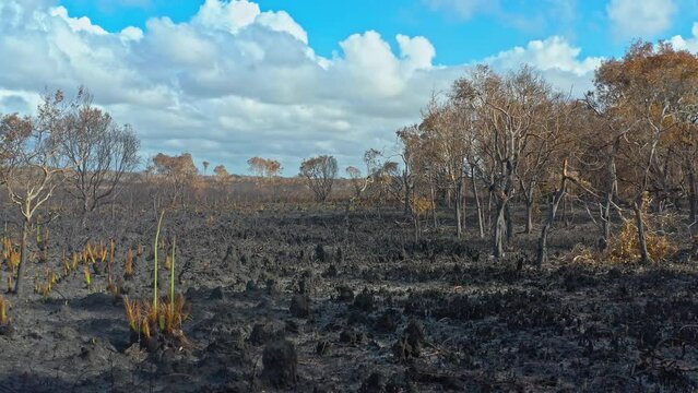 Destroyed forest after wildfire in Australia. Burnt nature landscape