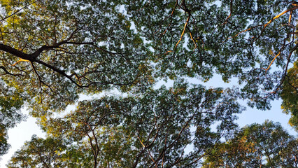 Under looking view on the East Indian Walnut tree leaves.