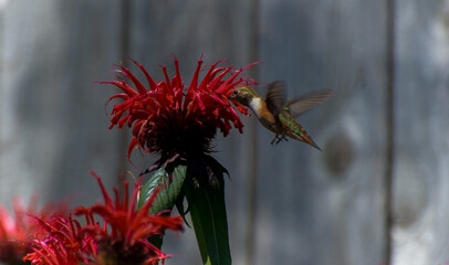 Hummingbird with a red flower 