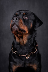 portrait of the happy Rottweiler Dog