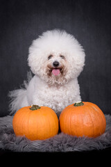 portrait of the Bichon Frise Dog