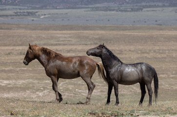 Wild Horses in Spring in the Utah Desert