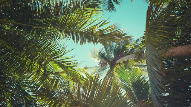 Background summer tropical, Low angle view coconut palm tree leaves swaying in the breeze and the way sunlight.