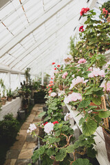 The beautiful old Danish greenhouse