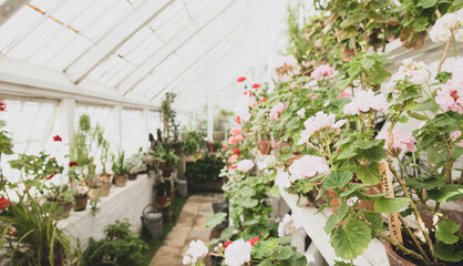 Fototapeta na wymiar The beautiful old Danish greenhouse
