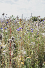 Obraz premium The beautiful Danish summer flowers