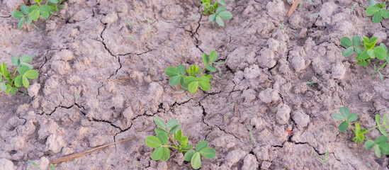 Panorama top view young seedlings of peanut plants growing on clay soil on traditional farm land in countryside Vietnam