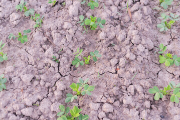 Top view young seedlings of peanut plants growing on clay soil on traditional farm land in countryside Vietnam